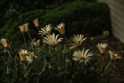 Close-up of white flowering plants on field