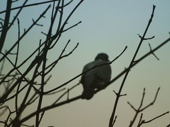 Low angle view of bird perching on tree against sky