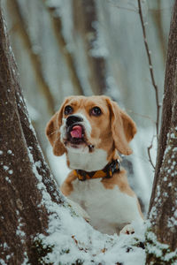 Portrait of dog in snow