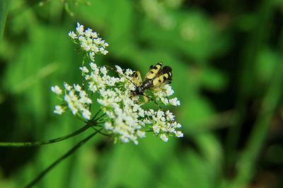 Close-up of bee pollinating on flower