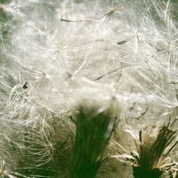 Close-up of flowers