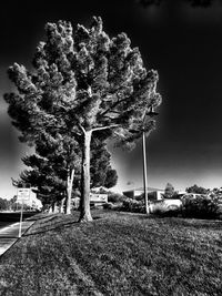 Trees against sky