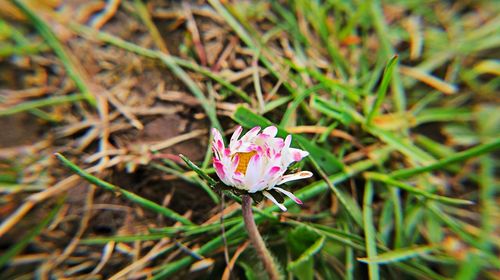 Close-up of pink flower