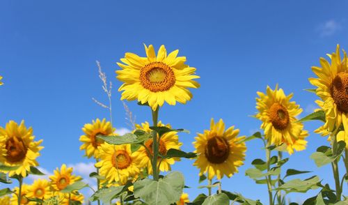 Low angle view of yellow flowers against clear blue sky