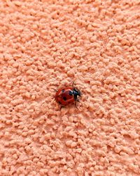 High angle view of ladybug