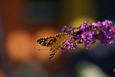 Close-up of butterfly pollinating on flower