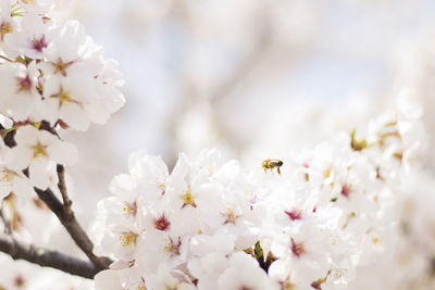 Close-up of insect on cherry blossom