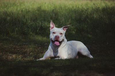 Portrait of dog sticking out tongue grass