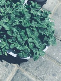 High angle view of potted plant