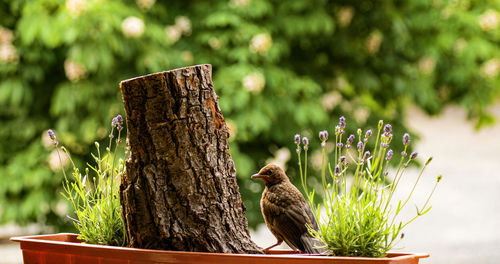 Close-up of bird perching on wooden post