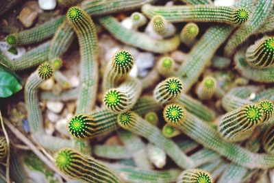 Close-up of caterpillar on plant