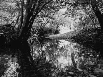 Reflection of trees in water