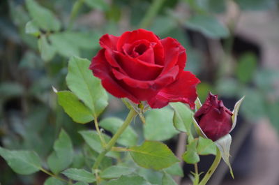 Close-up of red rose