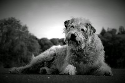 Close-up portrait of a relaxed dog