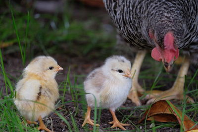 Close-up of birds on field