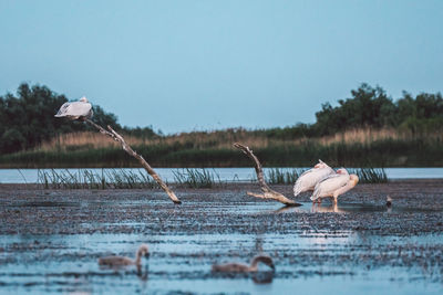 Pelicans on a lake