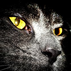 Close-up portrait of a cat