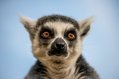 Close-up portrait of black cat against blue sky