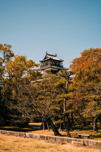 tree