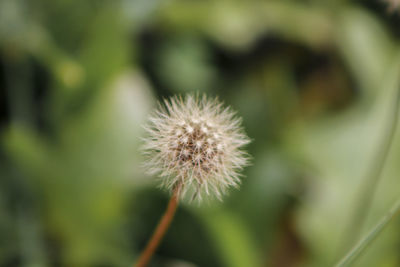 Close-up of dandelion flower