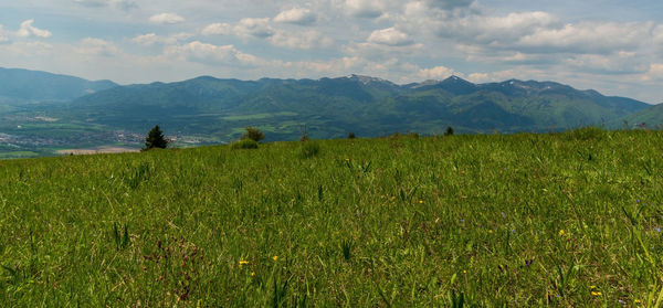 Scenic view of field against sky