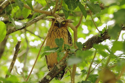 Low angle view of bird perching on tree