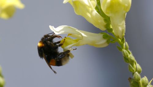 Close up of bee on flower