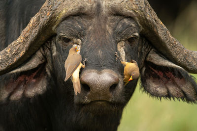 Two yellow-billed oxpeckers on cape buffalo head