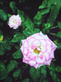 Close-up of bumblebee on pink flower blooming outdoors