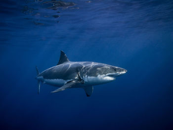 Close-up of shark swimming in sea