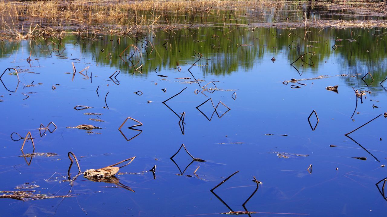 water, reflection, lake, tree, standing water, tranquility, nature, high angle view, waterfront, blue, day, outdoors, no people, bare tree, beauty in nature, branch, backgrounds, scenics, tranquil scene