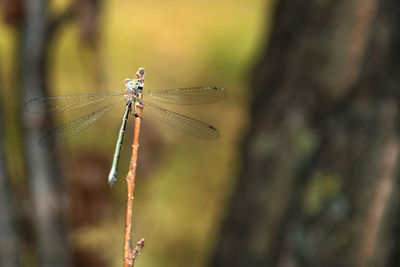 Close-up of damselfly on leaf