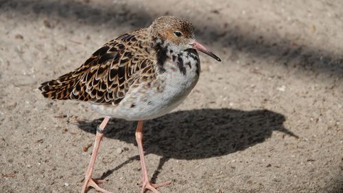 High angle view of a bird perching on a field