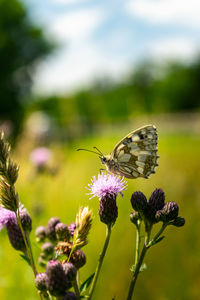 Close-up of butterfly pollinating on purple flower