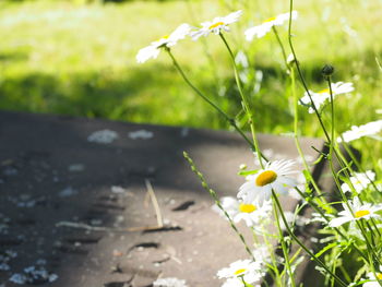 Close-up of flowering plant on field