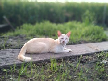Cat lying on grass