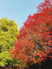 Low angle view of flowering plants against clear sky