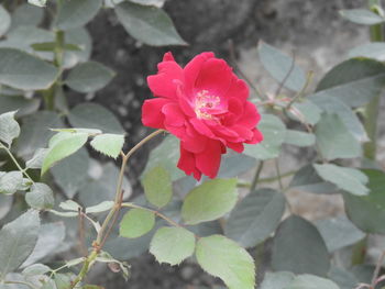 Close-up of pink rose on plant