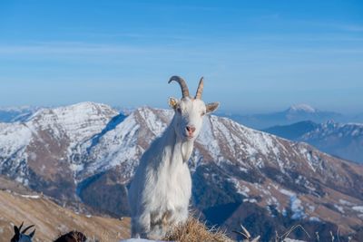 View of a horse on snowcapped mountain against sky