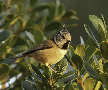 Close-up of bird perching on plant