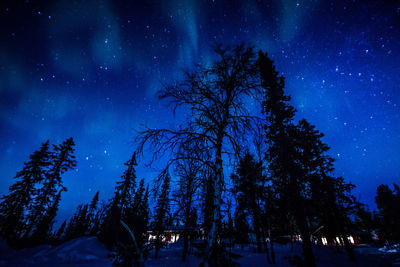 Low angle view of trees against sky at night during winter