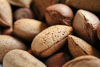 Close-up of object on tree trunk