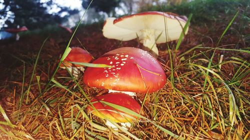 Close-up of fly agaric mushroom