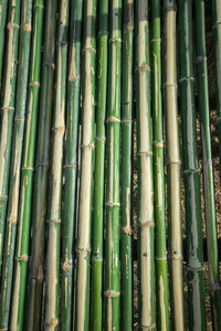 Full frame shot of bamboo trees