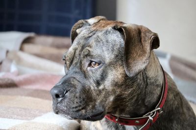 Close-up portrait of a dog