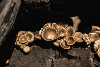 Close-up of mushrooms on wood