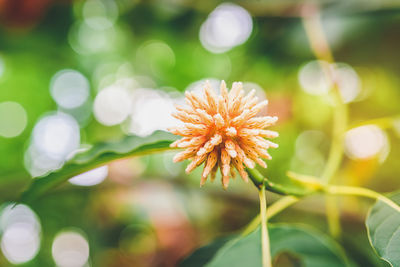 Close-up of flowering plant