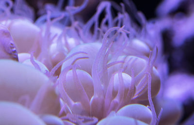 Close-up of flowers in water