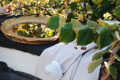 High angle view of insect on plant