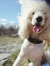 Close-up portrait of dog sticking out tongue
